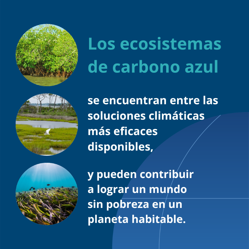 BancoMundial's tweet photo. ¿Qué es el #CarbonoAzul y por qué es importante?

Obtén más información en este informe del @BancoMundial “Impulsar el desarrollo del carbono azul”: