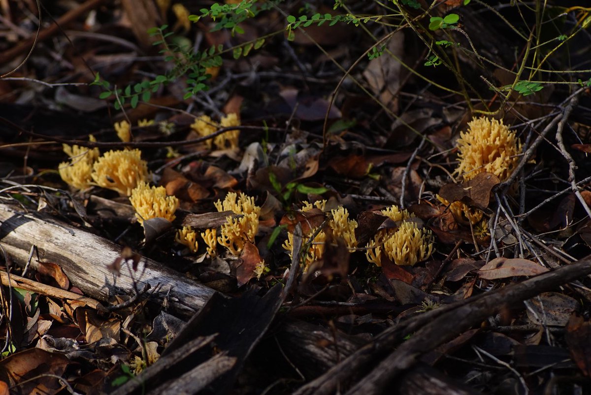 lost_in_botany's tweet photo. #Ramaria gracilis, slender coral fungi growing through the Karri Forest in boranup! https://t.co/X6K3FKJy3z