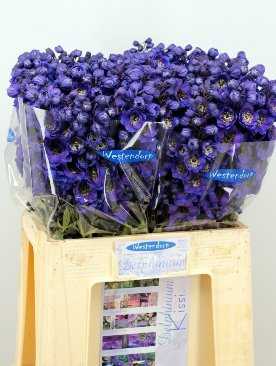 awestendorp's tweet photo. Morgen hebben we nog een kar Delphinium, daarna een week (of iets langer) geen aanvoer helaas.
Ook via klokvoorverkoop https://t.co/0QCAjUFa47