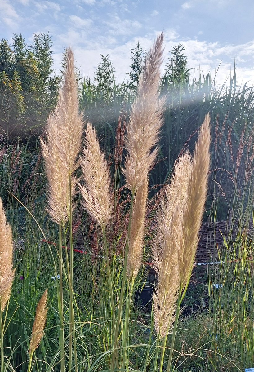 Cortaderia selloana 'Icalma'  catching the low sun.  Early flowering so avoiding most weather damage, dwarf and with blue-grey leaves. Very close to 'Patagonia' but they are different.

#pampasgrass #cortaderia #cortaderiaselloanaicalma #ornamentalgrasses #grasses #peatfree
