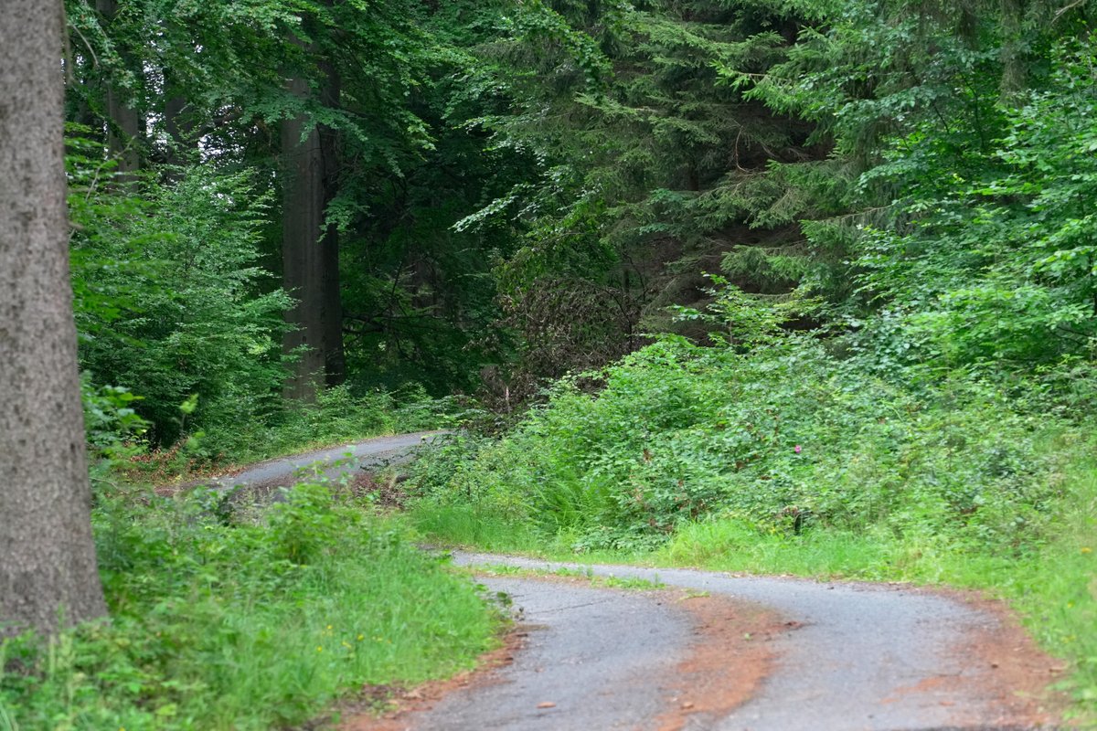 Forstler1's tweet photo. Wege am Krippenbachtal zwischen Rölligmühle und sächsisch-böhmischer Grenze in der linkselbischen Sächsischen Schweiz
(1) Alte zerstörte Steinbrücke über den Krippenbach
(2) Lindhornweg hoch über dem Tal
(3) #Forststeig als Wurzel- und Grenzweg, rechts Sachsen, links Böhmen https://t.co/7Y2JdshDop