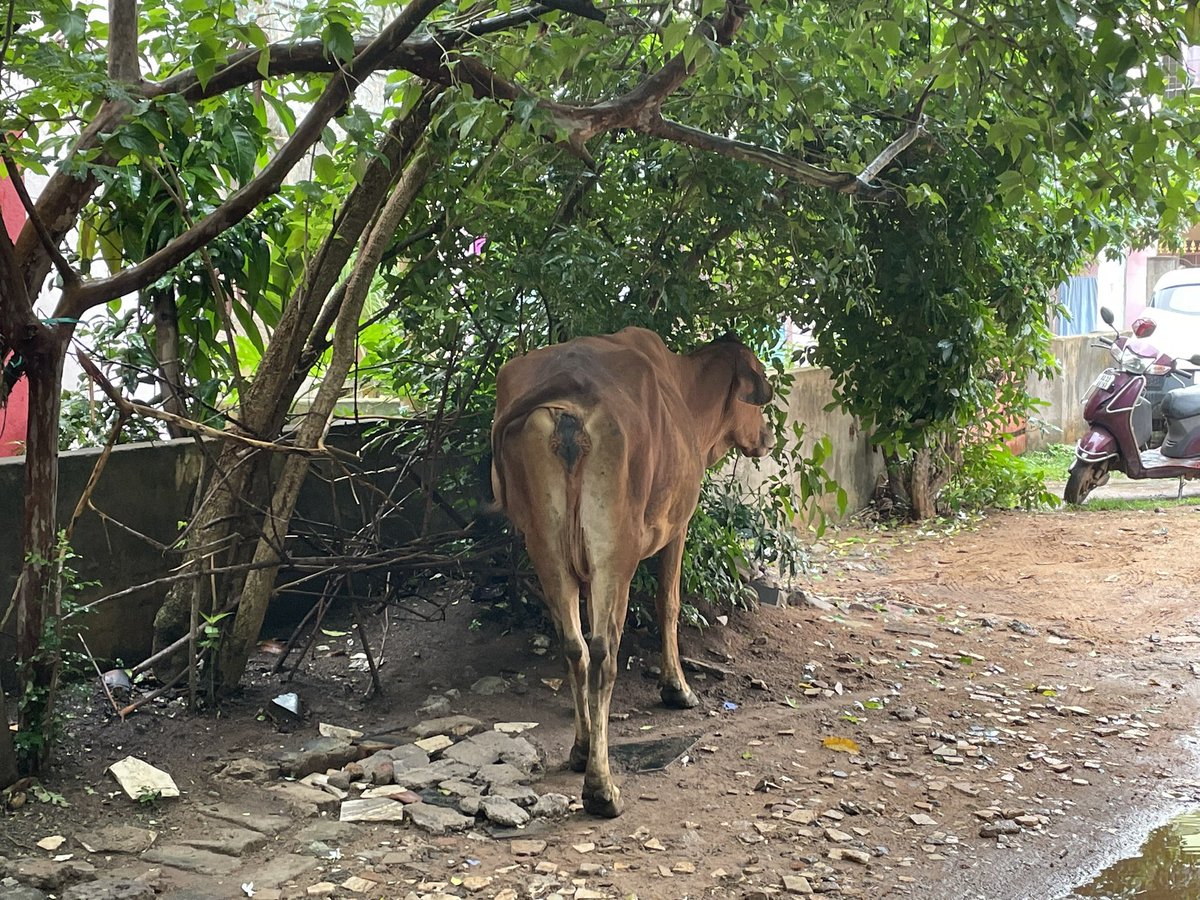 Debiprasad_m's tweet photo. All-weather-scene in MoonLife City of Kalarahanga, Patia. 
Stray cows, muddy roads, mosquitoes and everything one can imagine. 
@bmcbbsr, pls do something. 
@CMO_Odisha https://t.co/gPsJ6j6ANc