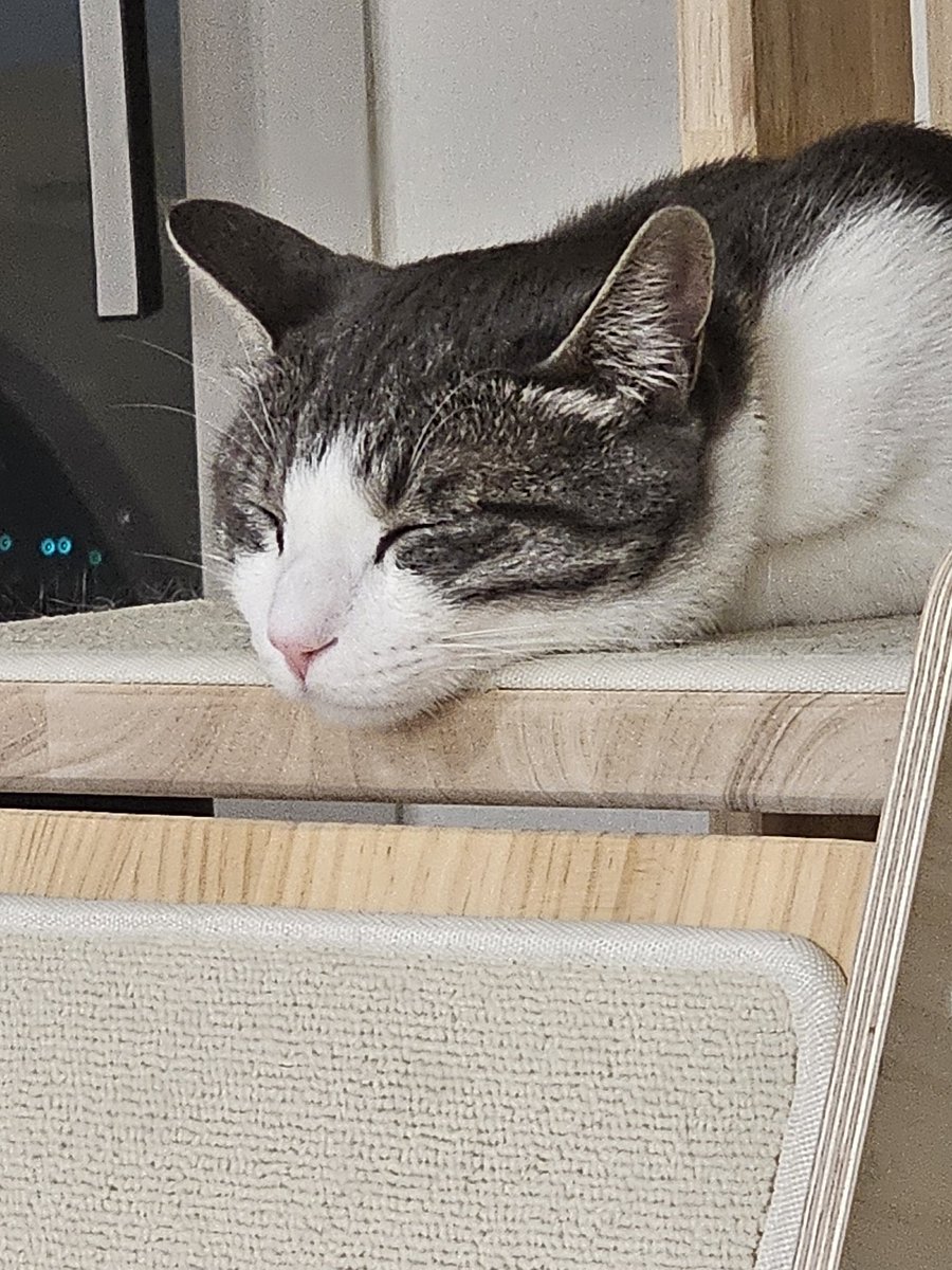 sun__is_mine's tweet image. 예쁜 두유의 입양 신청은 아래 폼으로 주세요!
남아/중성화○/11개월/종합백신 내일 완료예정/건강!/사람보다 고양이를 좋아하고 사람 손길은 아직 무서워합니다. 그래도 가만히 앉아있으면 와서 부비고 쓰다듬어 달라고 울기도해요! 시간들여서 예뻐해주실 가족 찾습니다
forms.gle/GvpqNYyw4du7Ms…