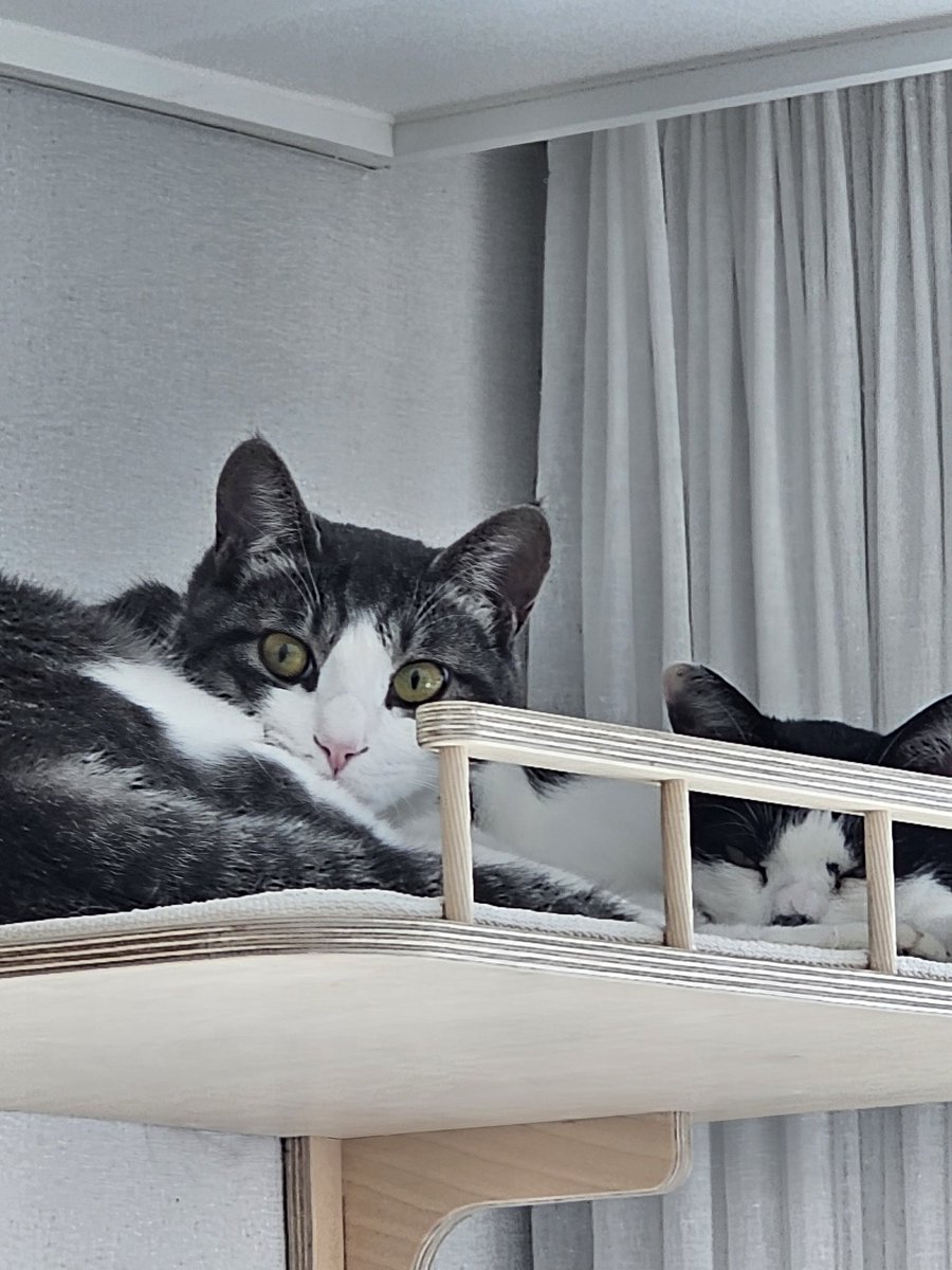 sun__is_mine's tweet image. 예쁜 두유의 입양 신청은 아래 폼으로 주세요!
남아/중성화○/11개월/종합백신 내일 완료예정/건강!/사람보다 고양이를 좋아하고 사람 손길은 아직 무서워합니다. 그래도 가만히 앉아있으면 와서 부비고 쓰다듬어 달라고 울기도해요! 시간들여서 예뻐해주실 가족 찾습니다
forms.gle/GvpqNYyw4du7Ms…