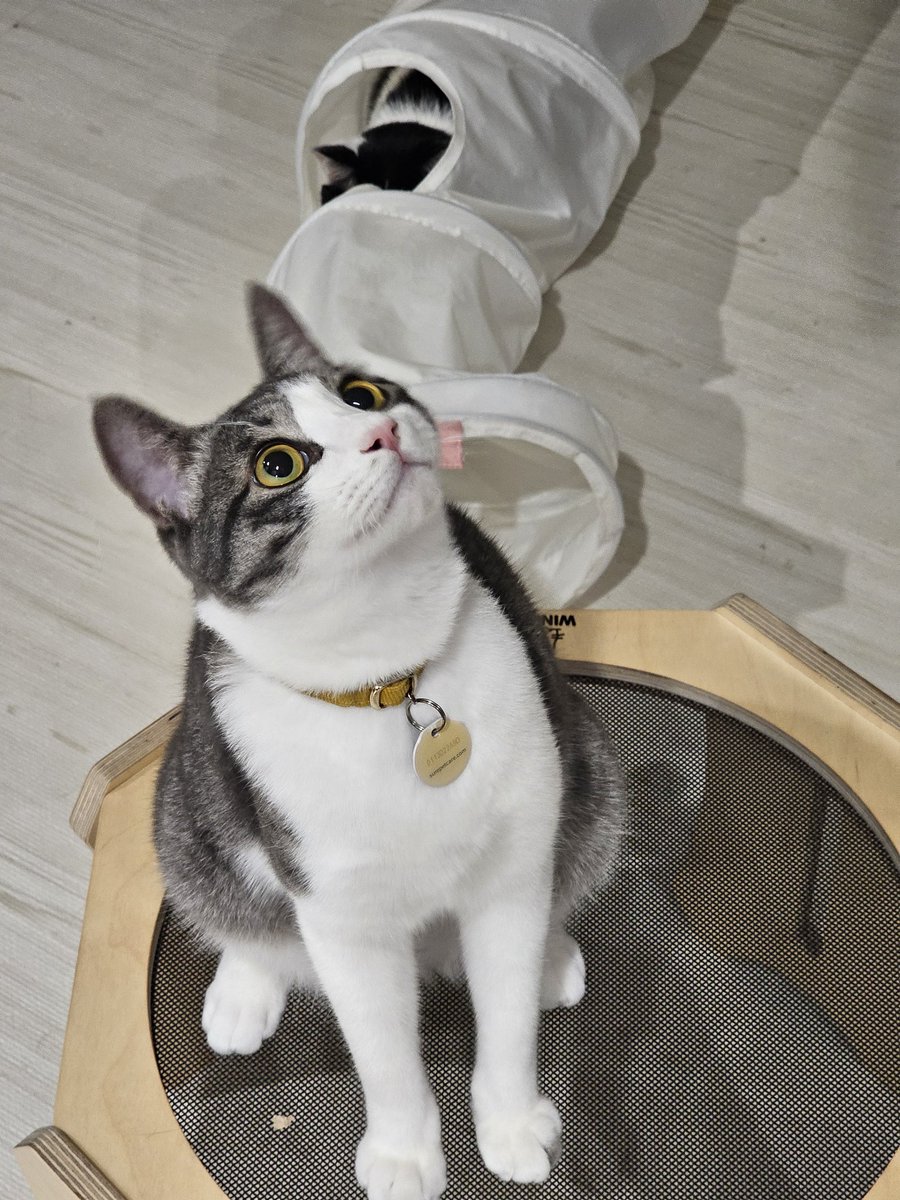 sun__is_mine's tweet image. 예쁜 두유의 입양 신청은 아래 폼으로 주세요!
남아/중성화○/11개월/종합백신 내일 완료예정/건강!/사람보다 고양이를 좋아하고 사람 손길은 아직 무서워합니다. 그래도 가만히 앉아있으면 와서 부비고 쓰다듬어 달라고 울기도해요! 시간들여서 예뻐해주실 가족 찾습니다
forms.gle/GvpqNYyw4du7Ms…