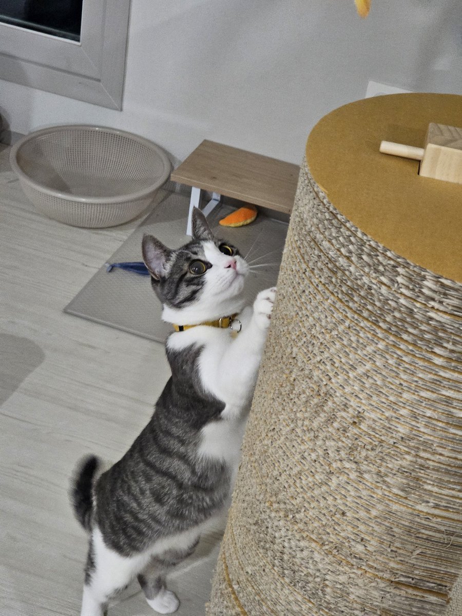 sun__is_mine's tweet image. 예쁜 두유의 입양 신청은 아래 폼으로 주세요!
남아/중성화○/11개월/종합백신 내일 완료예정/건강!/사람보다 고양이를 좋아하고 사람 손길은 아직 무서워합니다. 그래도 가만히 앉아있으면 와서 부비고 쓰다듬어 달라고 울기도해요! 시간들여서 예뻐해주실 가족 찾습니다
forms.gle/GvpqNYyw4du7Ms…