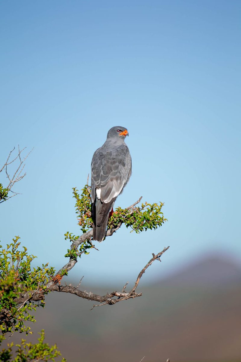 SanbonaSafari's tweet image. Birding heaven!

The vast Sanbona plains, mountains, water-courses, and drainage lines makes the perfect nesting habitat for over 200 species of birds.

Sanbona Wildlife Reserve is the key to unlocking the Little Karoo.