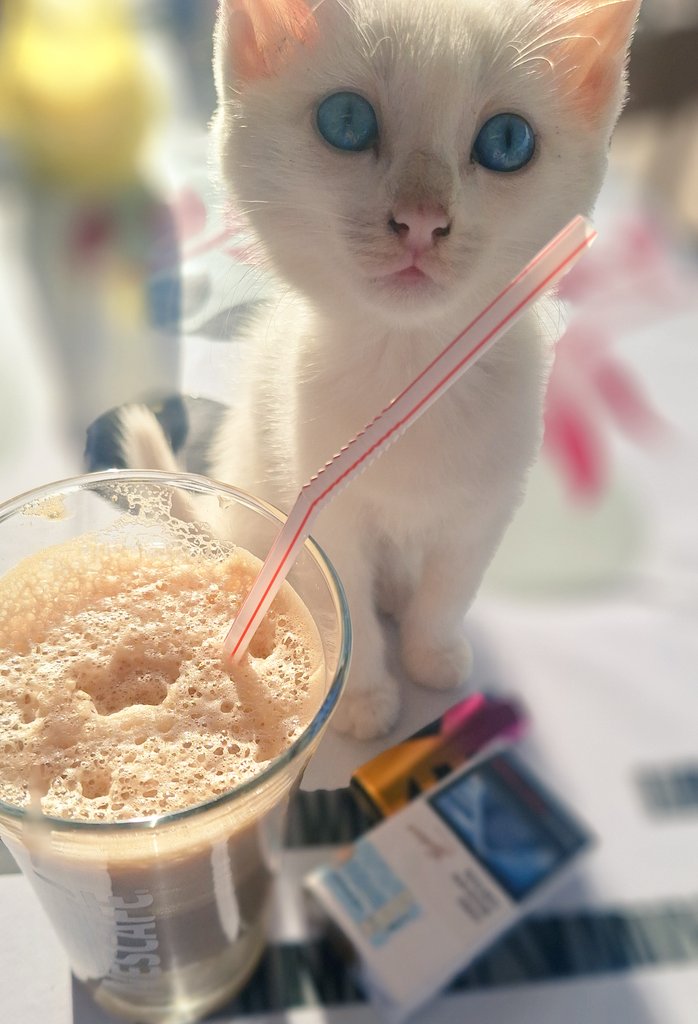 Најубаво друштво за кафе 😻