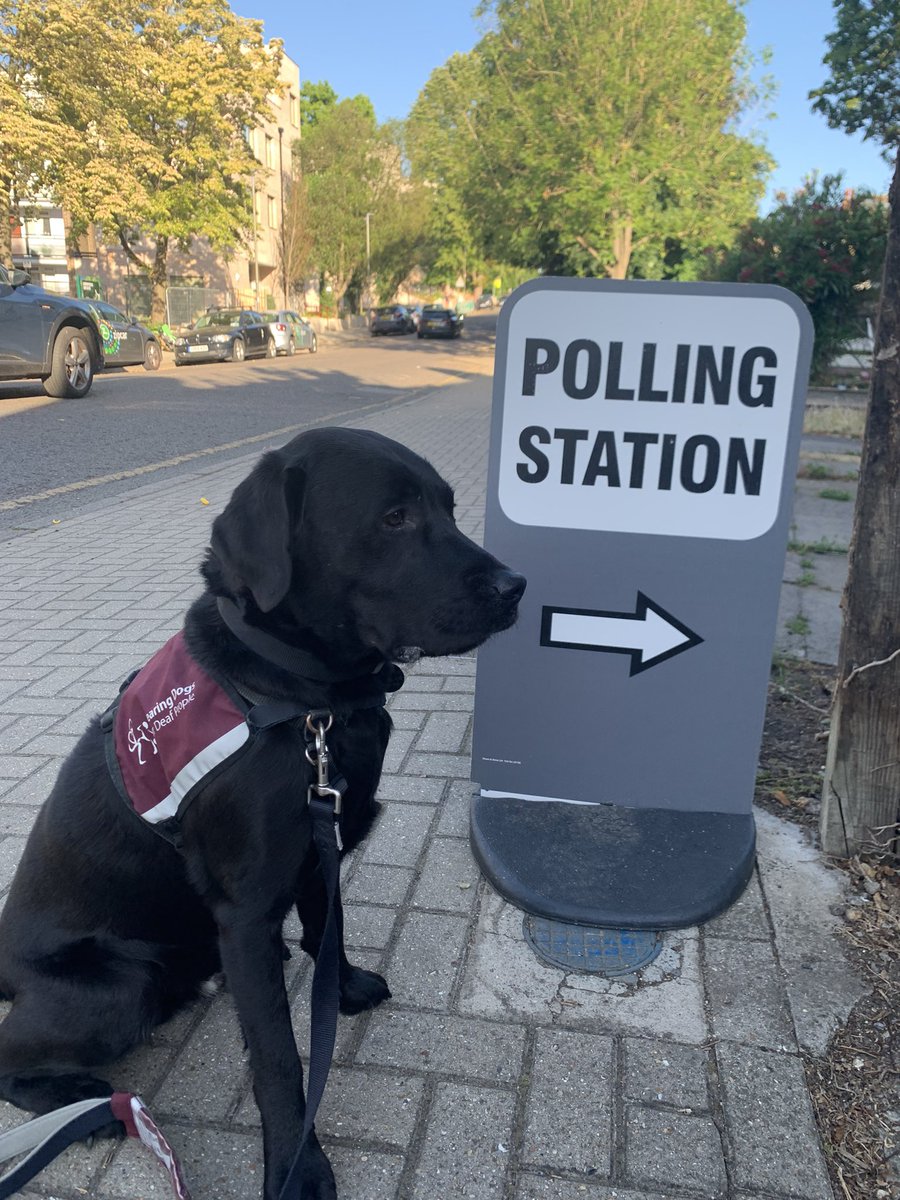 Cooper is taking his job very seriously at the Polling Station. 

He thinks you should go &amp; vote too. 

#DogsAtPollingStations #GeneralElection2024 

<a href="/HearingDogs/">Hearing Dogs for Deaf People</a> <a href="/VotingDogs/">#DogsAtPollingStations</a>