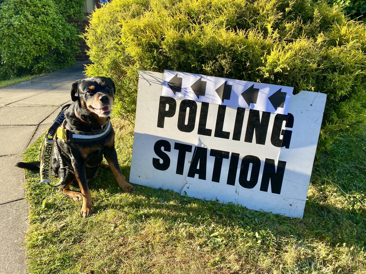 Fudgey’s 3rd #GeneralElection #dogsatpollingstations