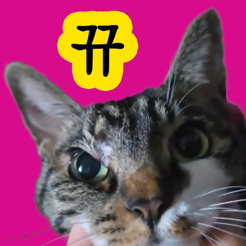 Korean Cat tweet media