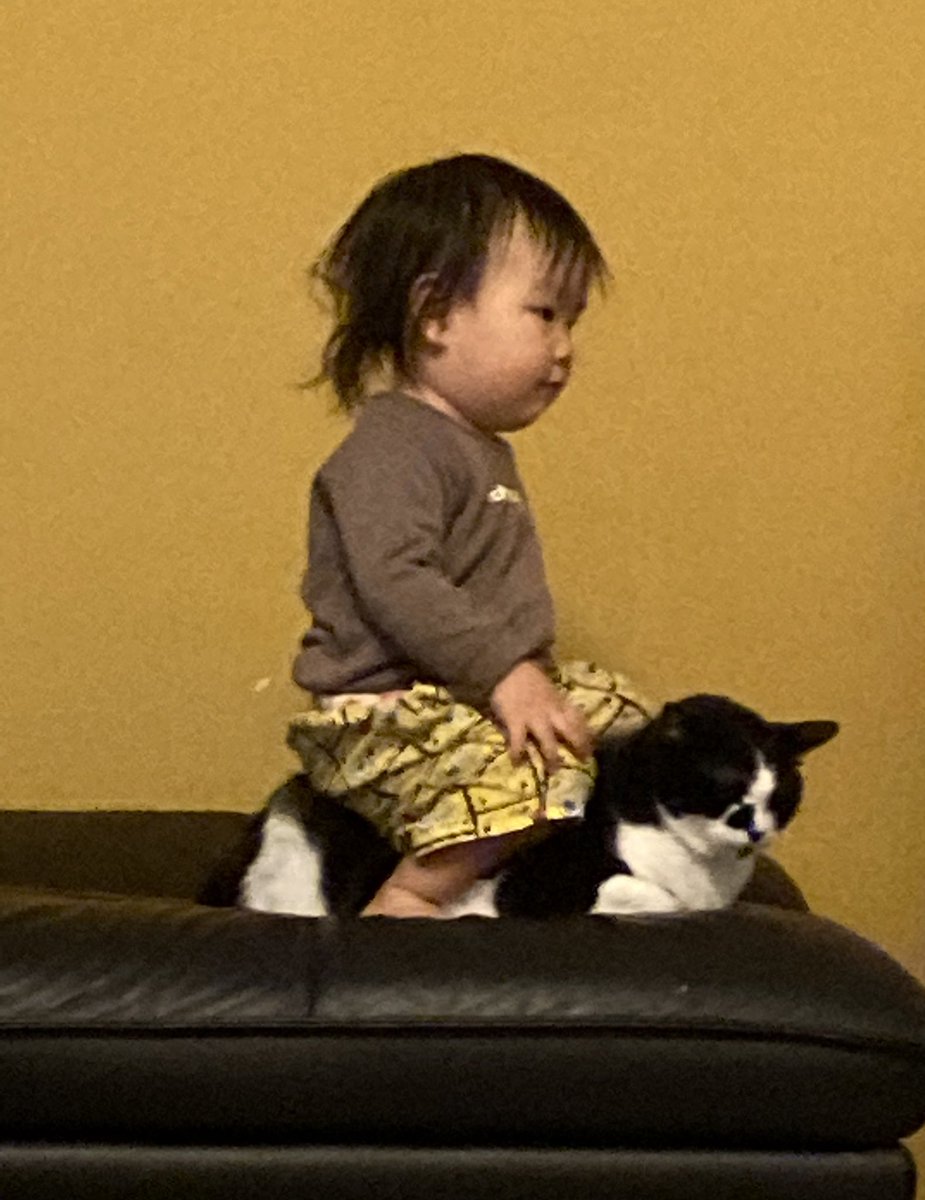 naosyan0108's tweet photo. 🐈👶🏻 https://t.co/saQFmfapP3