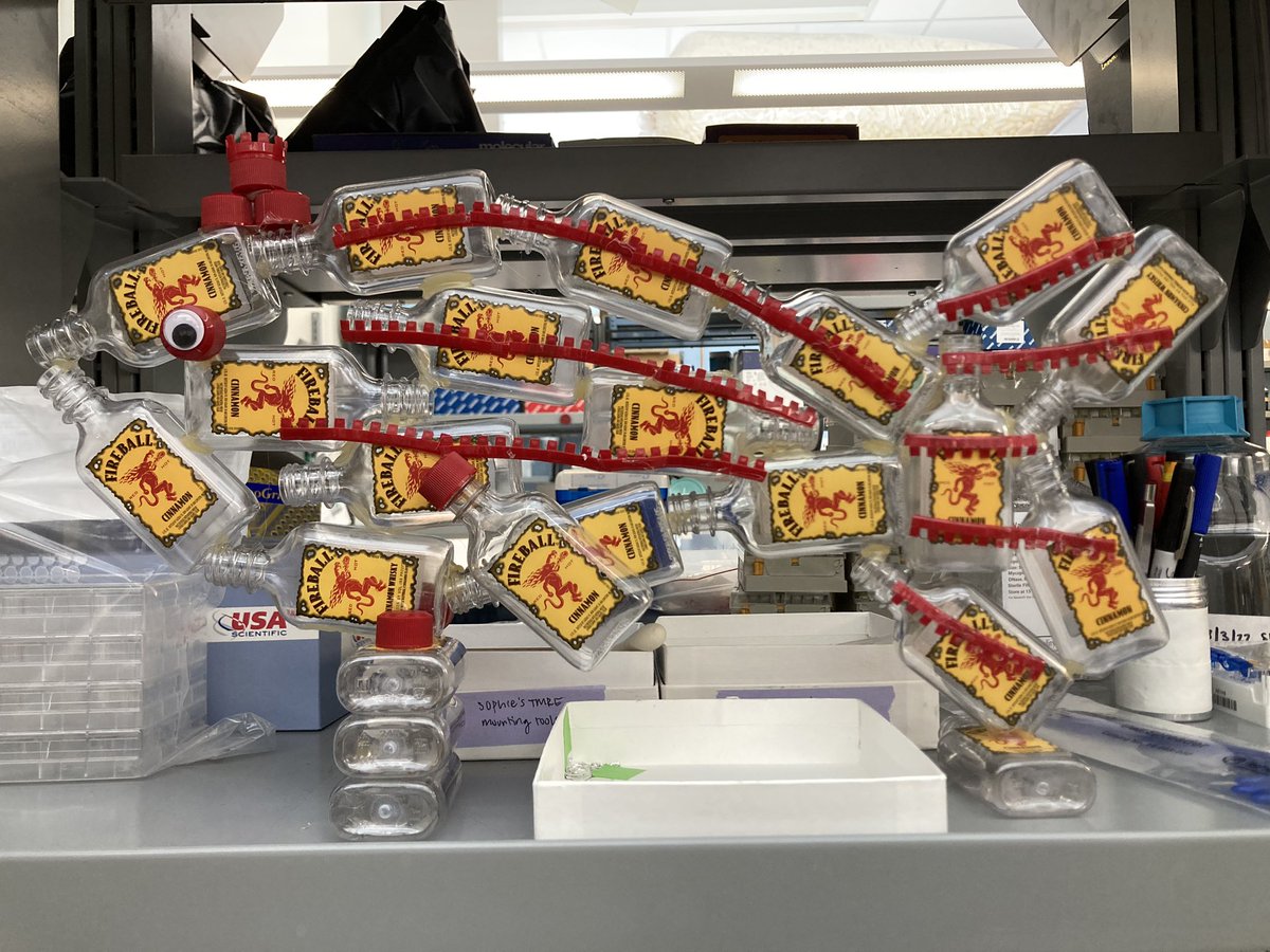 It’s moments like this that I’m glad I run a lab :) go zebrafish!