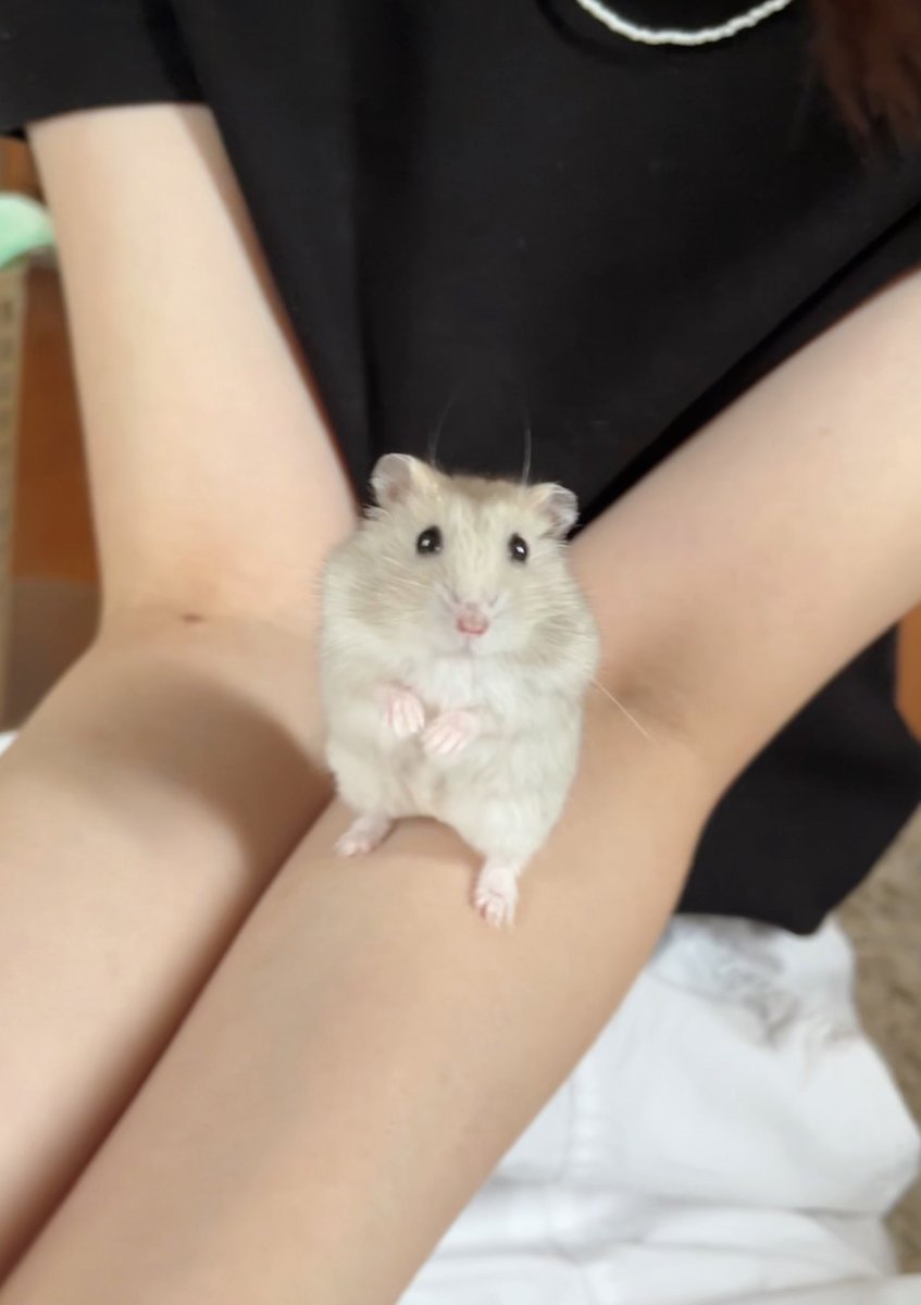 pigpickincake's tweet image. ＃ハムスターのいる生活