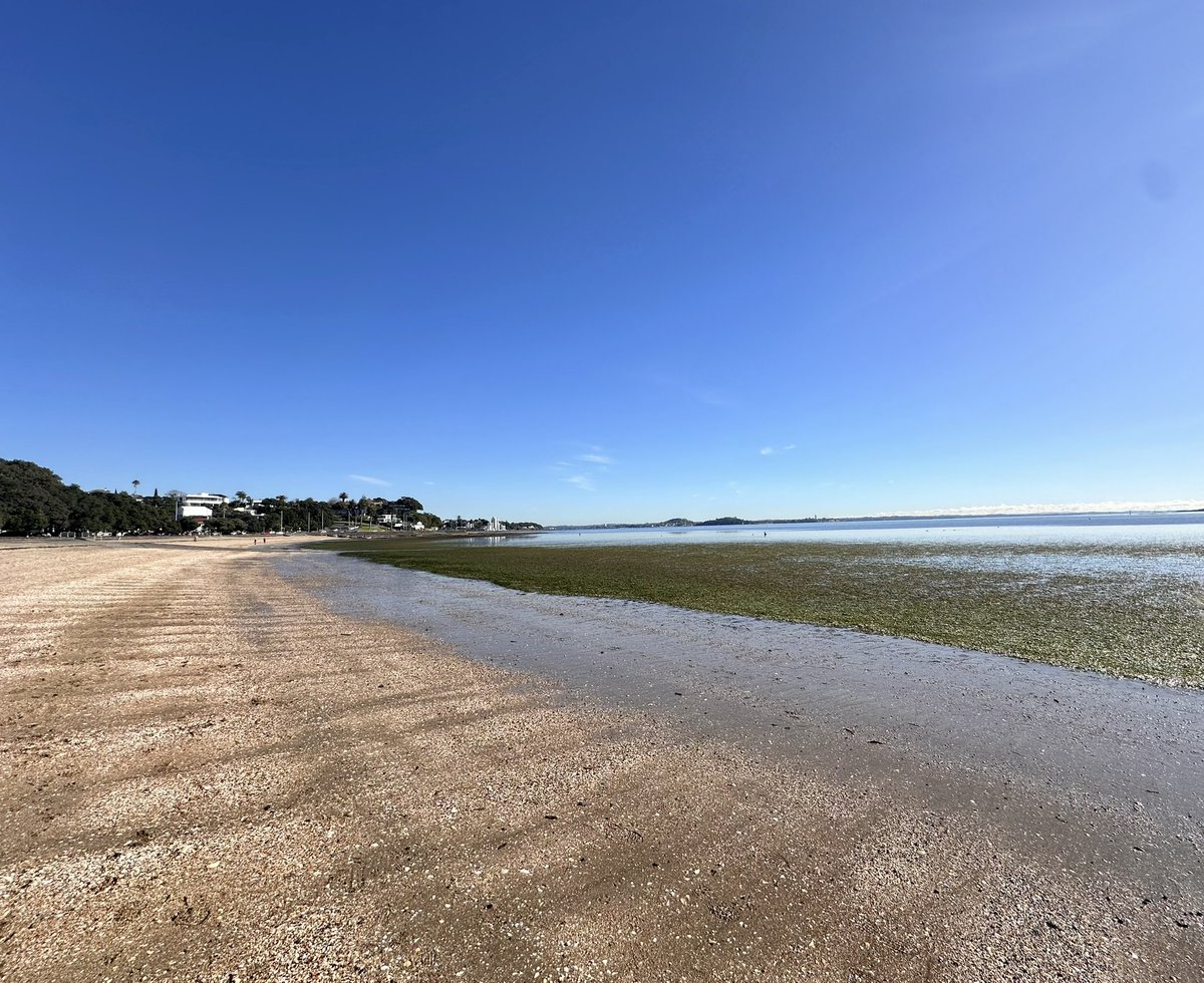 ColleyRachel's tweet image. Cracking day Tāmaki Makaurau #winter