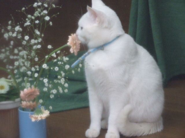 cat archives tweet media