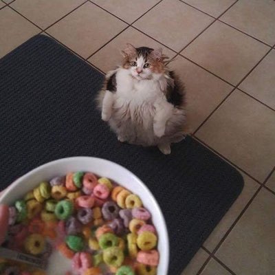 LÖÖPS tweet media