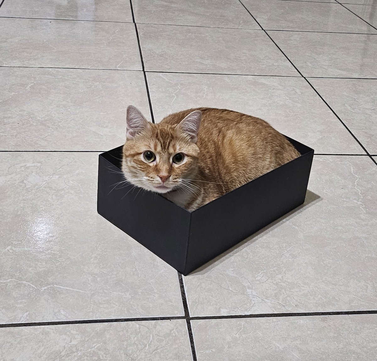 Cat in a box