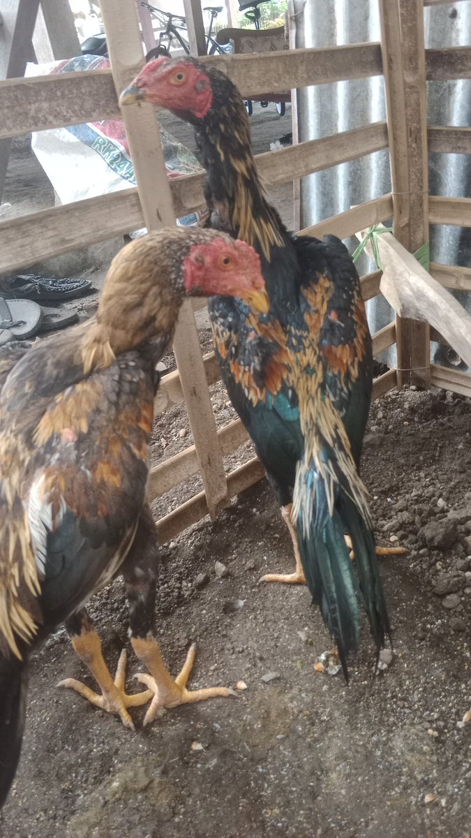 Ayam murah kok ini
