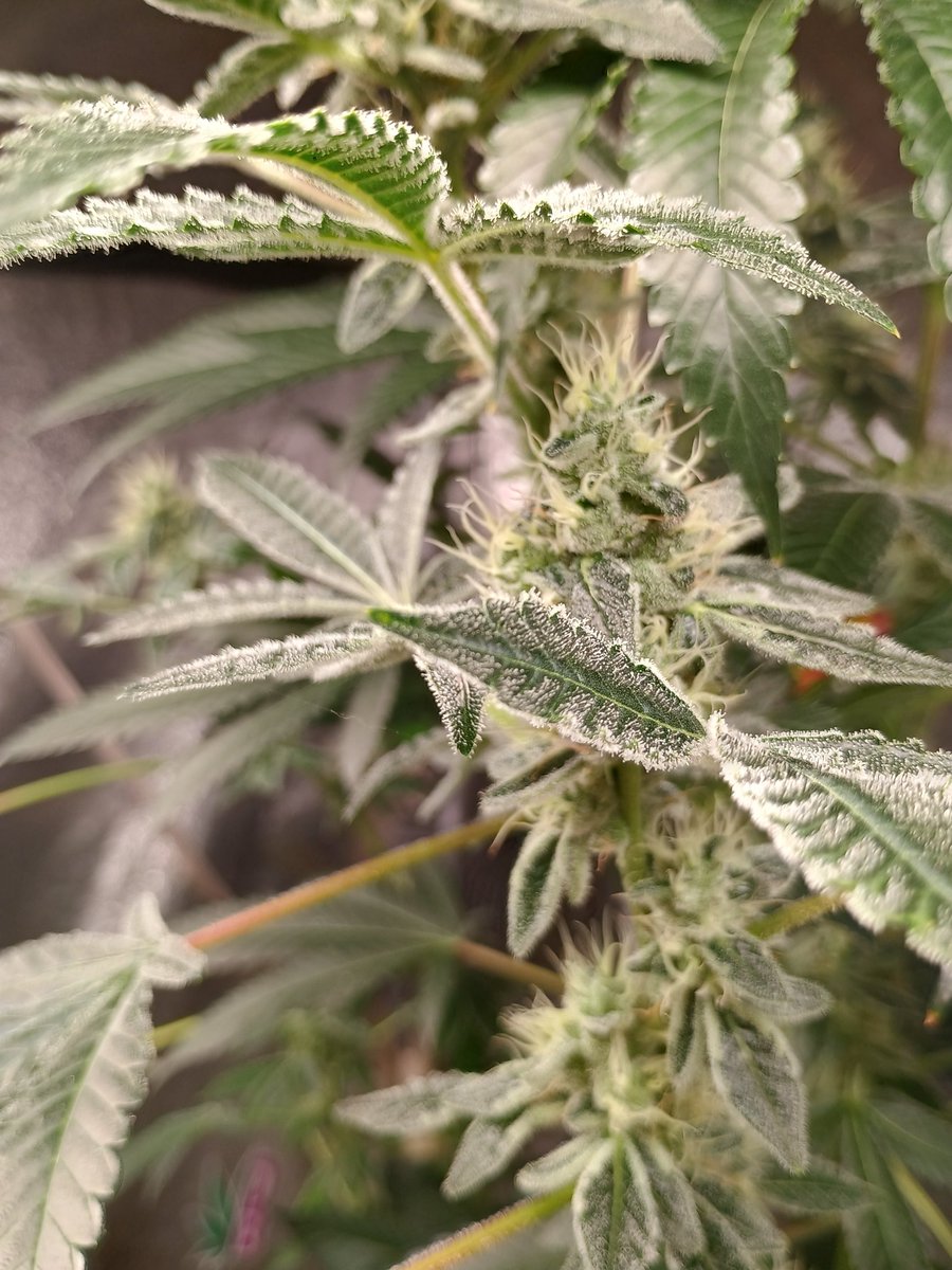 Neon Treez <a href="/Raw_Genetics_/">Raw Genetics</a> collab in living soil showing out 🤙 

Popping new seeds soon , stay tuned the best is yet to come!...