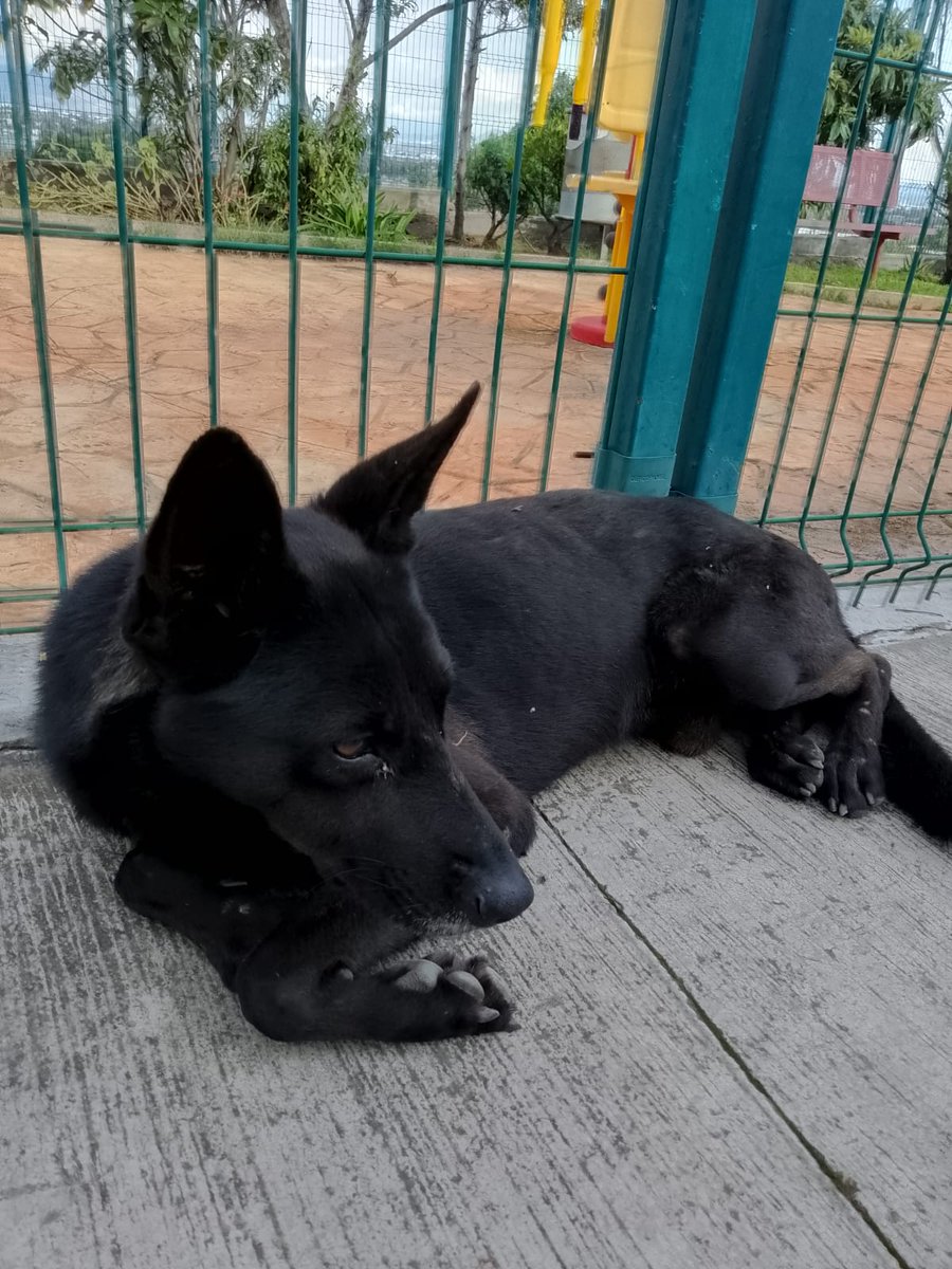 Fundación Toby tweet media