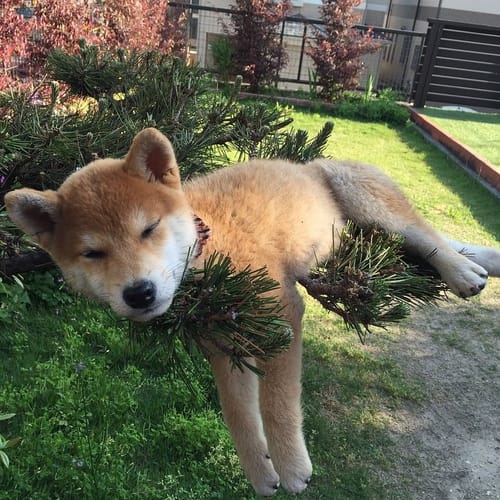 ShibaEveryHour's tweet photo. https://t.co/U8nnmoHLH4