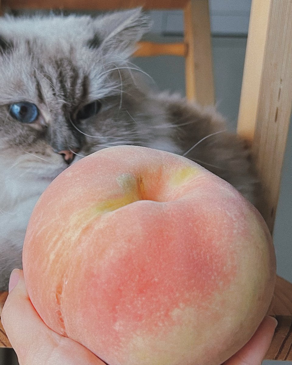 안 써놓으면 내가 까먹을 것 같아서 
작년에 먹은 복숭아 23종 타래
