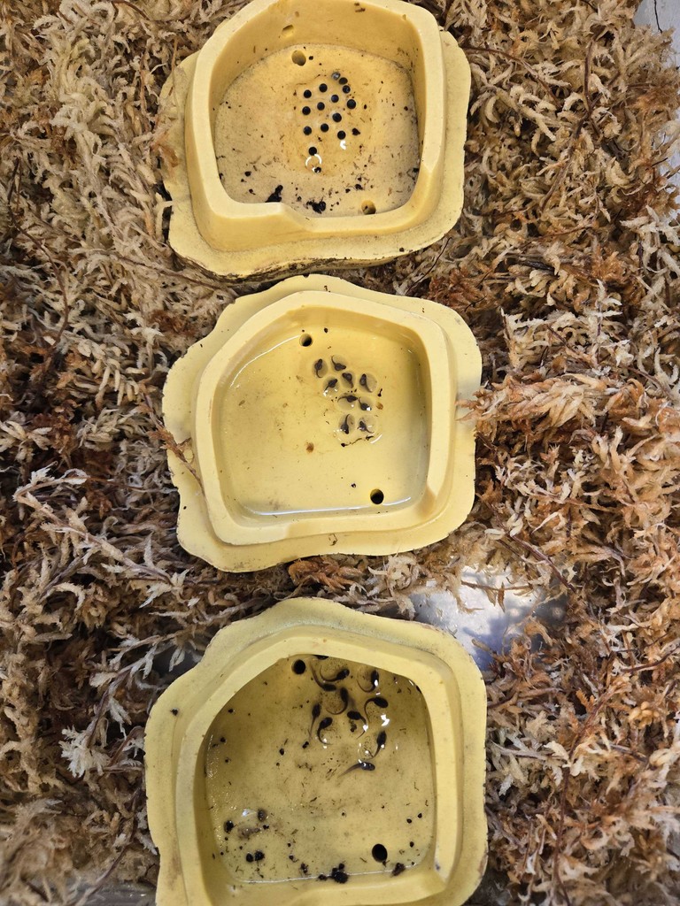 amphibianfound's tweet photo. Eggs soon to have legs!

Education Coordinator Amanda Dahlgren recently captured this #AmphibiousAF peek at Golfodulcean Poison Frog eggs (Phyllobates vittatus) in our lab at various developmental stages!

#Phyllobatesvittatus #Phyllobates #PoisonFrog #Frog #Frogs https://t.co/nUQCGw9srm