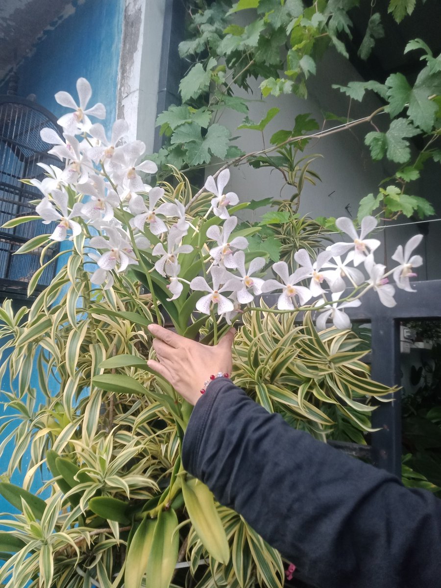 TahuHar's tweet photo. Subhanallah 
Butuh kesabaran 
Butuh keikhlasan 
Butuh waktu yang tak sebentar untuk menikmati hasil yang seindah ini 
#tetapsemangat
Subhanallah 
Butuh kesabaran 
Butuh keikhlasan 
Butuh waktu 
Untuk mendidik dan membekali anak dengan ilmu
Semoga nanti menuai hasil seindah ini https://t.co/SNW4PdRfnQ