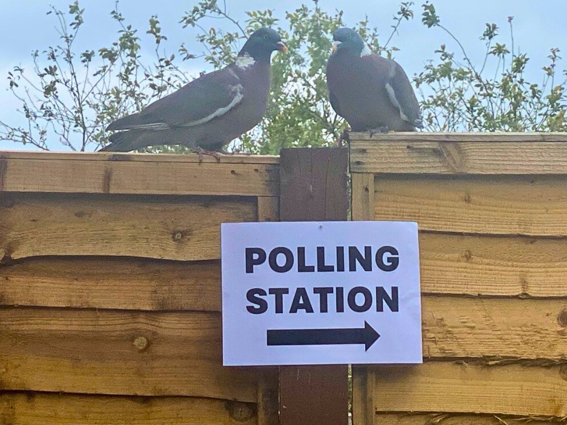 Good morning voters! 🗳️ 

Spot a Sparrow on your way to the polls? Are the Woodpigeons cooing you on?

Tag us in your #BirdsAtPollingStations photos today, and let's get nature trending.

Bonus points for birds on signs!