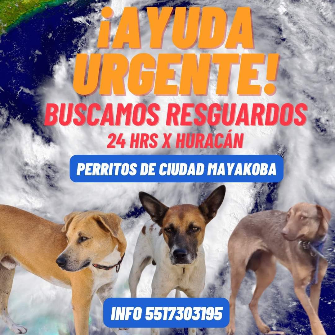 perrhijos's tweet photo. Perritos buscan refugio en la Riviera Maya https://t.co/jCK2uPI5NI
