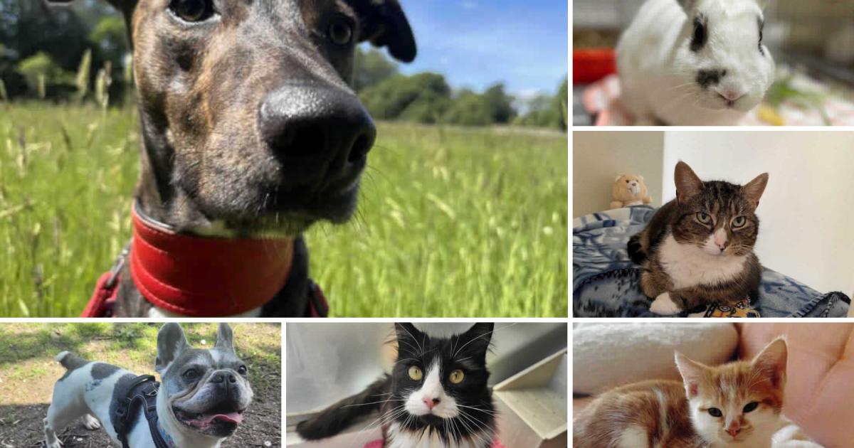 Dorset RSPCA: 6 pets who are on the lookout for new homes dlvr.it/T97SqR