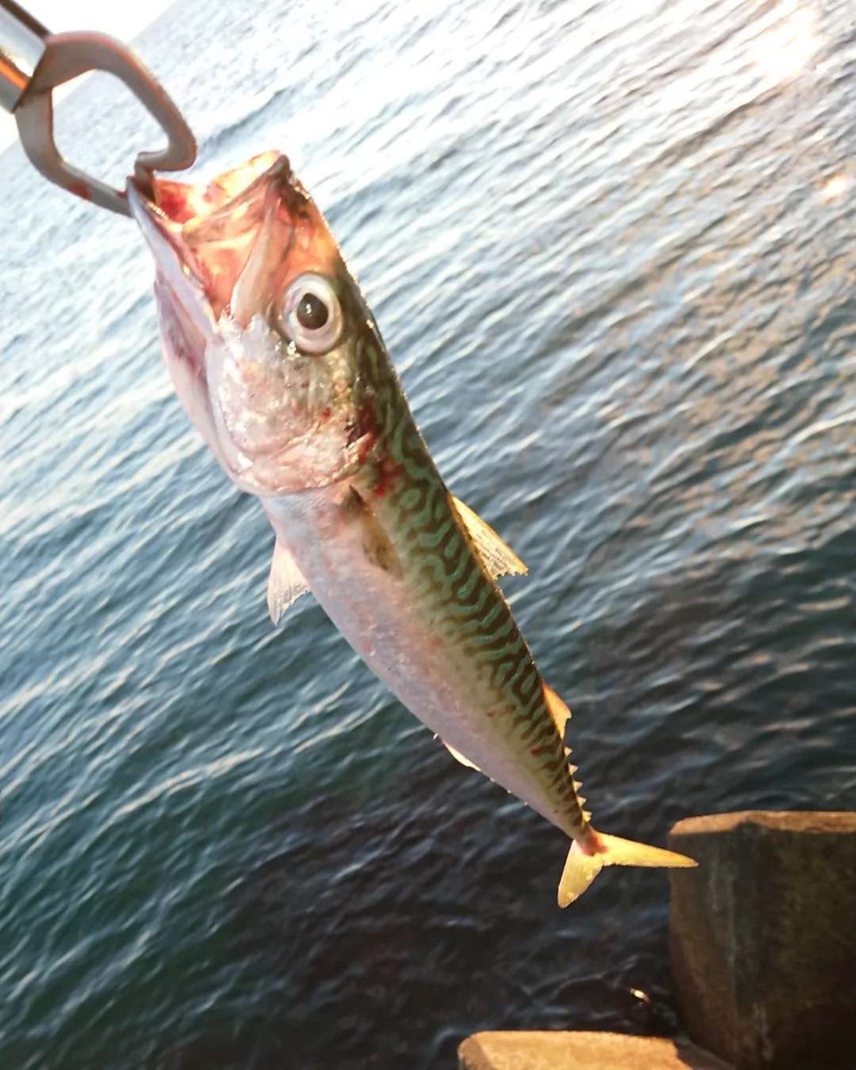 Trlytre's tweet photo. 仕事終わりに昨日と同じポイントで🎣
着いたときには目の前に鳥山ができておりサバ祭りが開催されていました🤣
この日はサバ３エソが１初めて釣ったんですが１番重かった😂
#海釣り #海釣りが好き #海釣りが好きな人と繋がりたい #海釣り好きな人と繋がりたい #海釣り🎣 #釣り #つり #釣り好き #釣りボ https://t.co/bVYiViocVG
