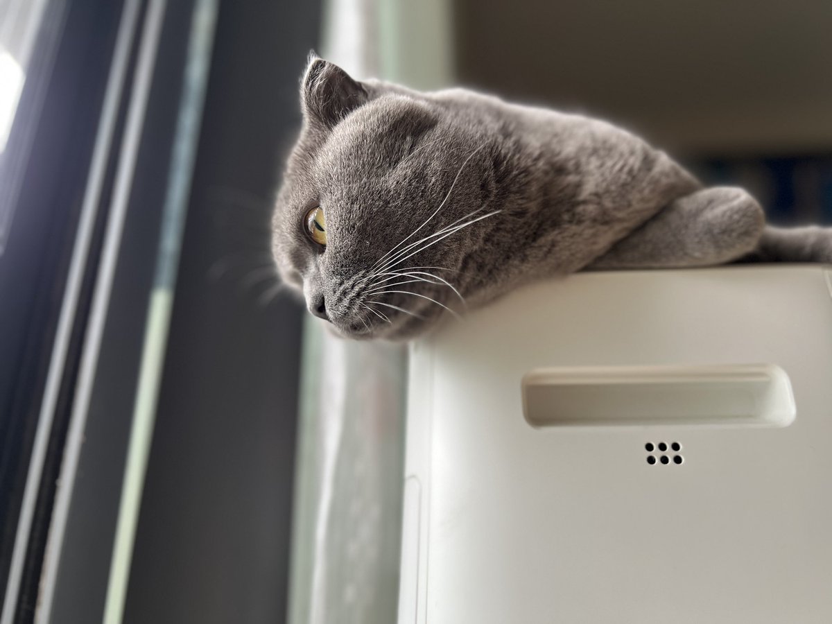 BobbyBlue_63's tweet photo. Bobby loves rainy season💙💙💙

#catoftheday
#rainycat
#catlife
#CatLovers 
#meow https://t.co/EIBIymmlKI