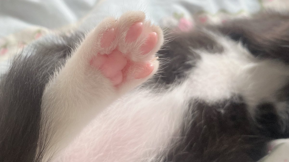chuzii111's tweet photo. 玉足 #猫 https://t.co/PcZTRM1k2e