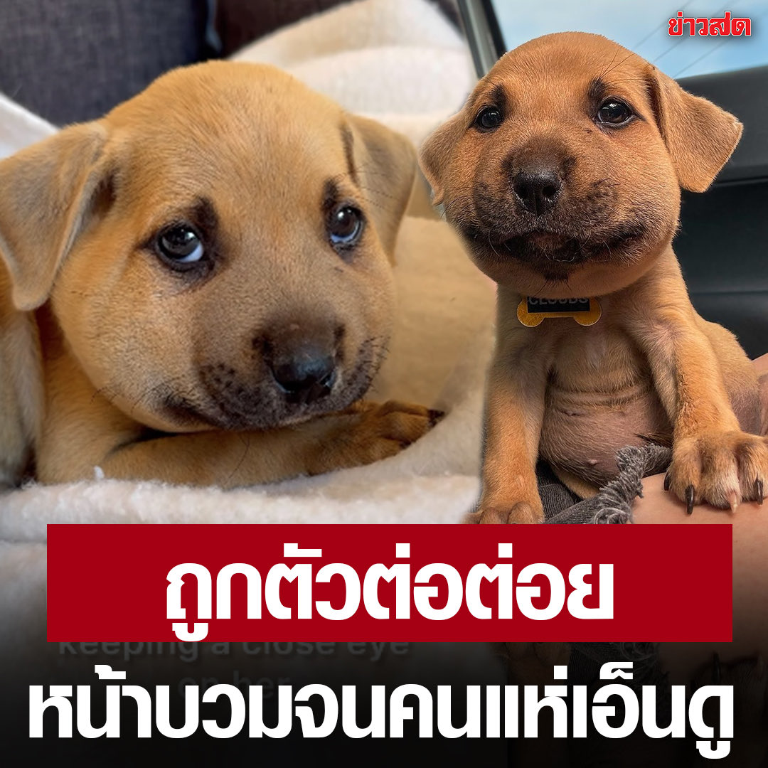 หมาดำตัวนี้ยังหวังดีกับเธอเสมอ tweet media