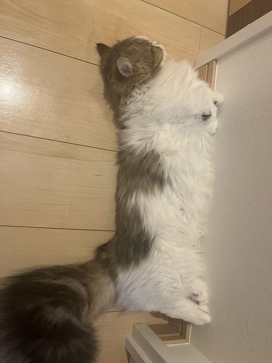 大きくなりました