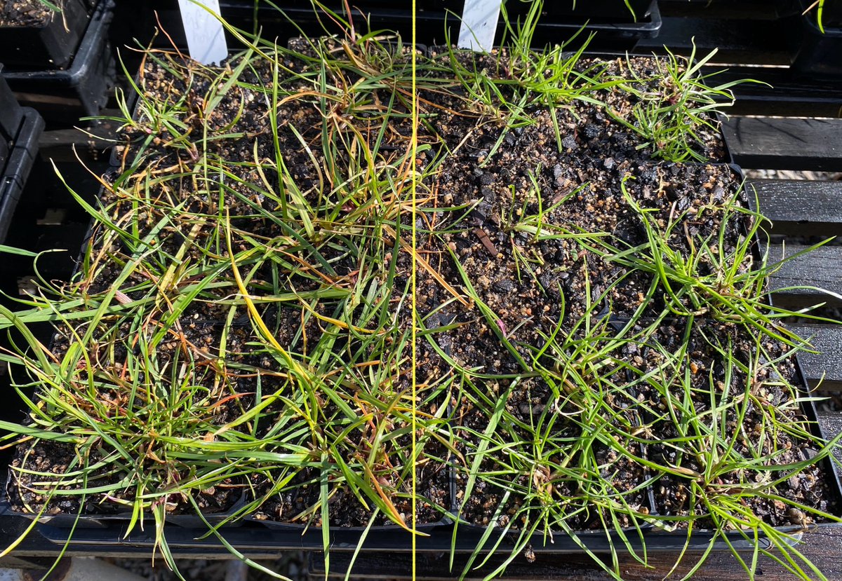 Roberto Busi tweet media