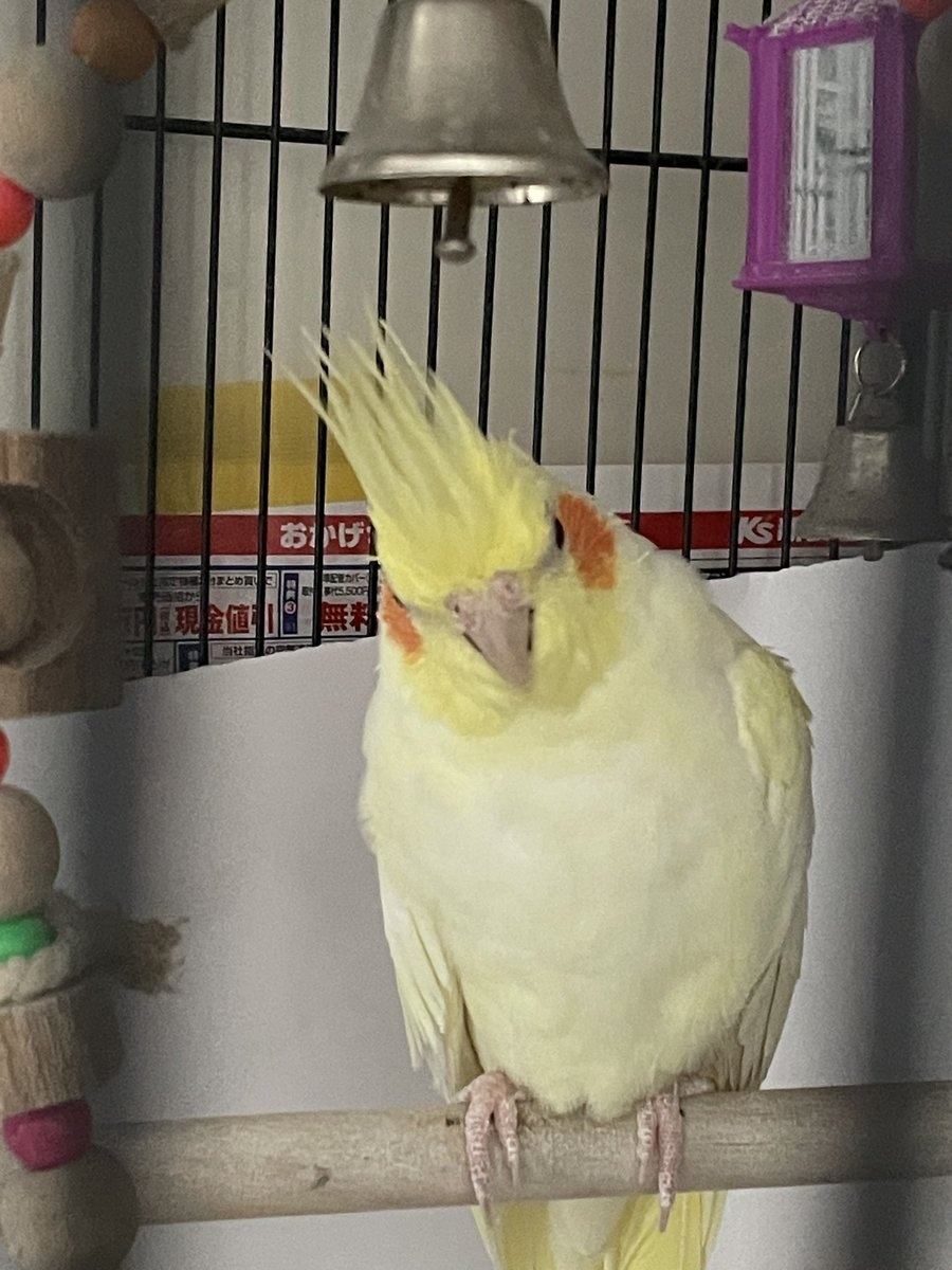 …なんか怒ってます？
早く帰って来ますからね！

#オカメインコ
#レモンサワー
#睨む
#可愛い