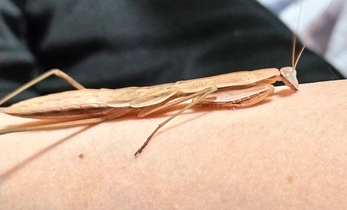 オオカマキリ6齢