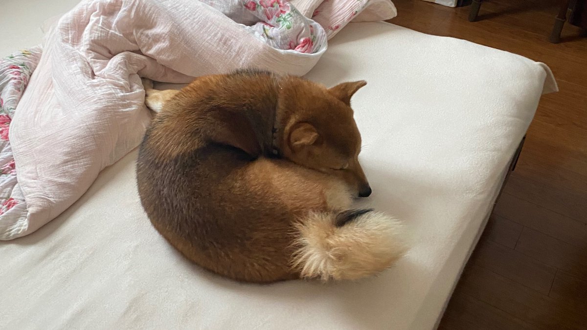 ShibainuKAIkun's tweet photo. 怒られるけどベッドは最高😆🐕🛏️

#柴犬 #動物好き #散歩 #犬のいる暮らし #ベッド #狗 #shibainu #dog #doglovers #bed #happy https://t.co/uXsQ9haNBK