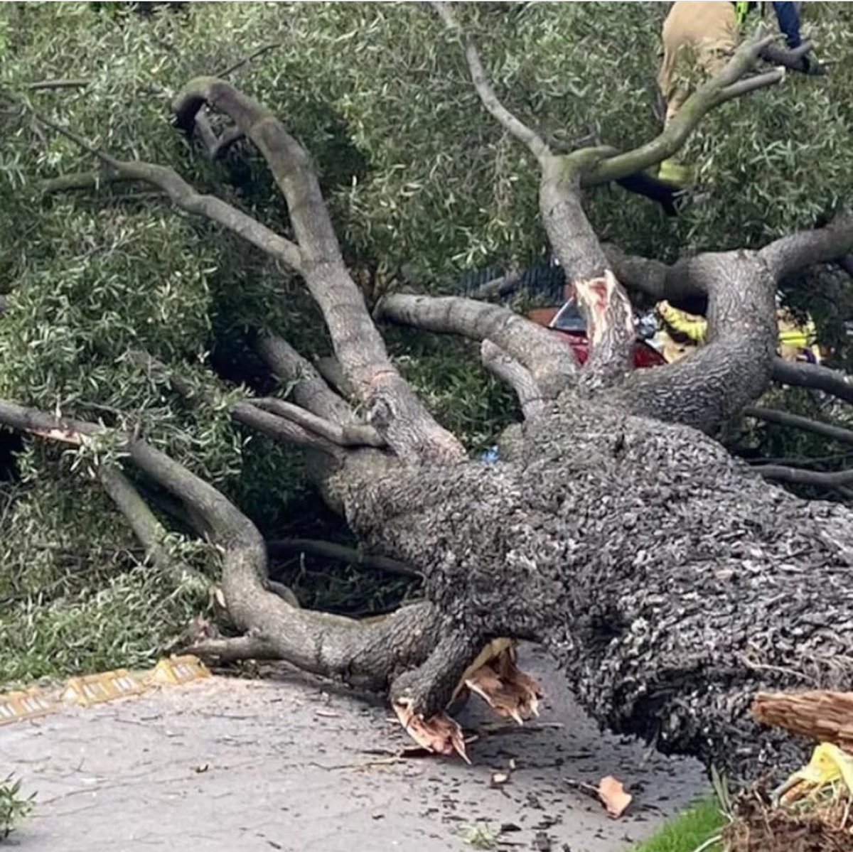 julicefe's tweet photo. si está información es verdad ! Se declara desde ya árbol nacional al árbol de mamon que le callo al carro donde viajaba D R 

No todo los héroes tiene capa también tiene hojas 🍃 !!! https://t.co/XW8glpOJXq