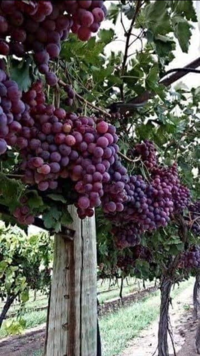 منتجات عزة قبل الحرب