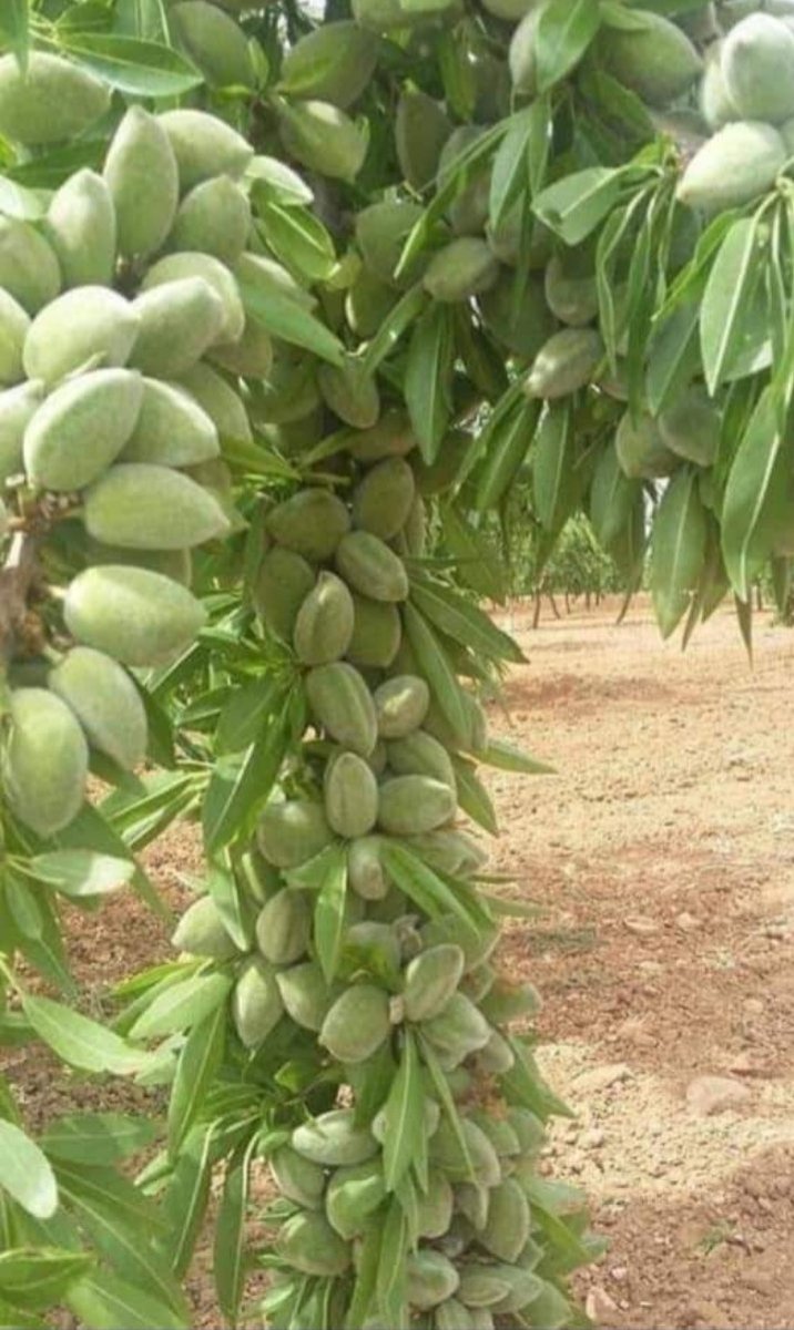 منتجات غزة قبل الحرب