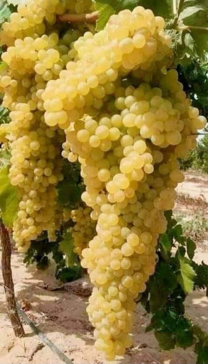 منتجات غزة قبل الحرب