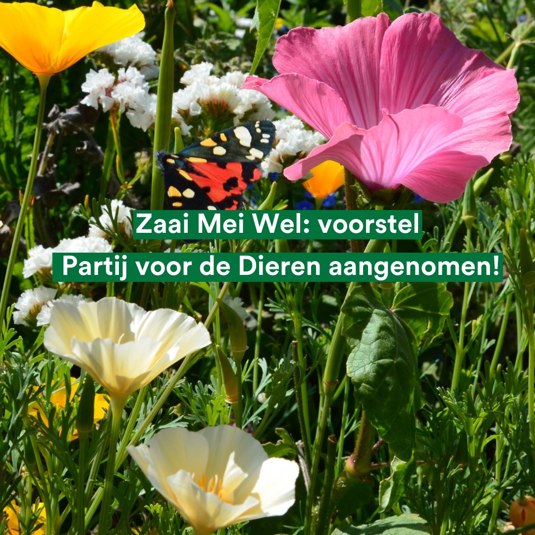 Succes! Arnhem gaat extra bloeiende planten zaaien om de afname van insecten tegen te gaan. Ons voorstel daarover is aangenomen.