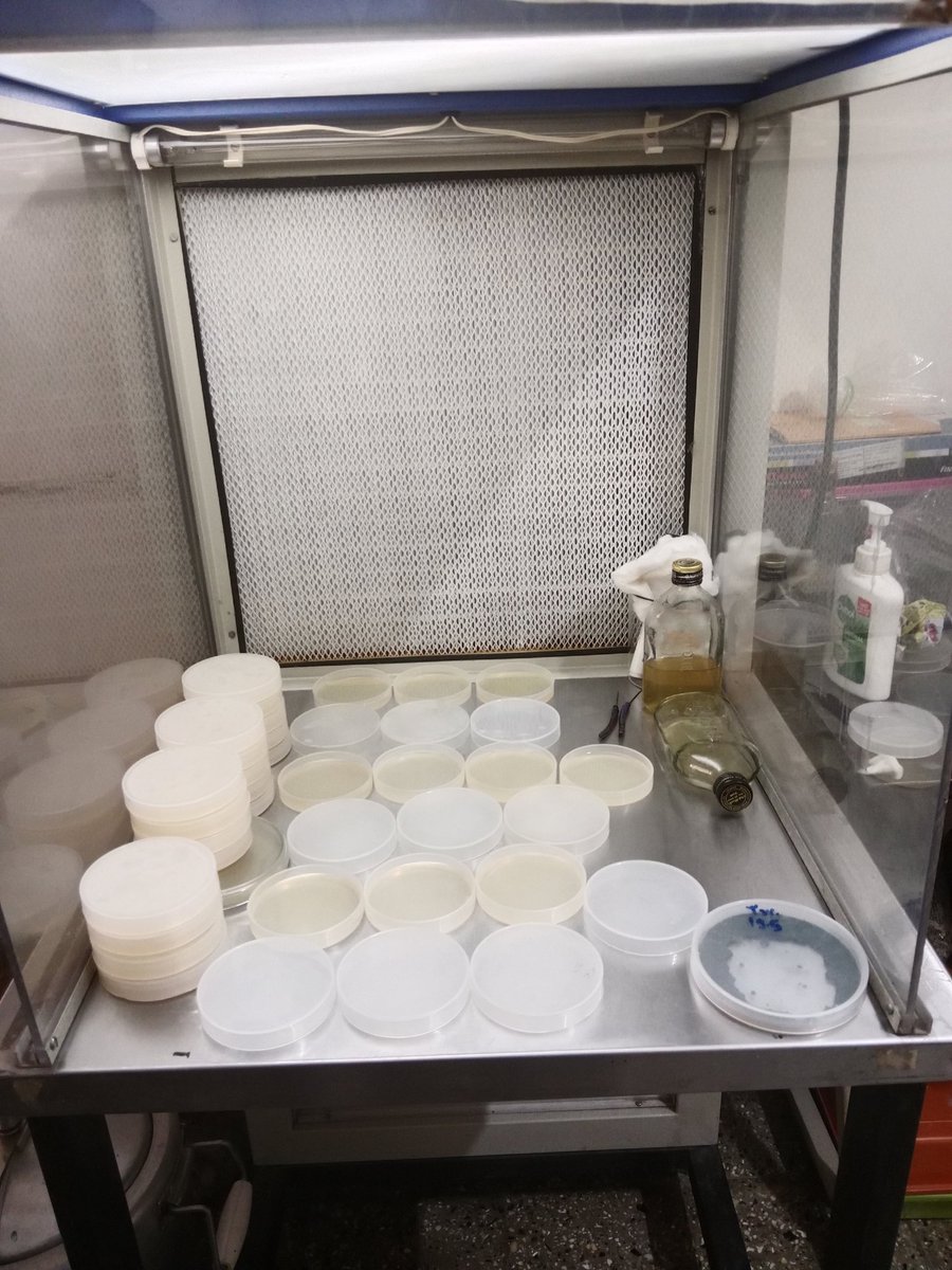 MYCOCOMPOST's tweet photo. #mycology
#mycocompost
My work station ❤️ https://t.co/a6KcgGp4ws