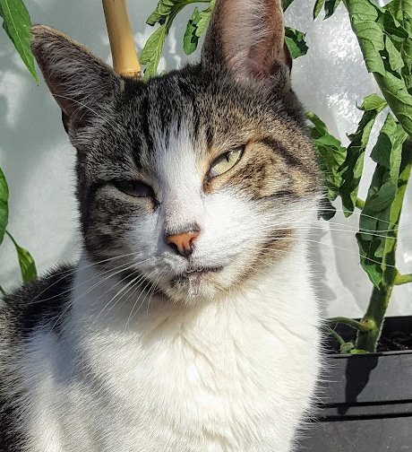 Robert Allotment cat,now helped by Janet & Amanda tweet media