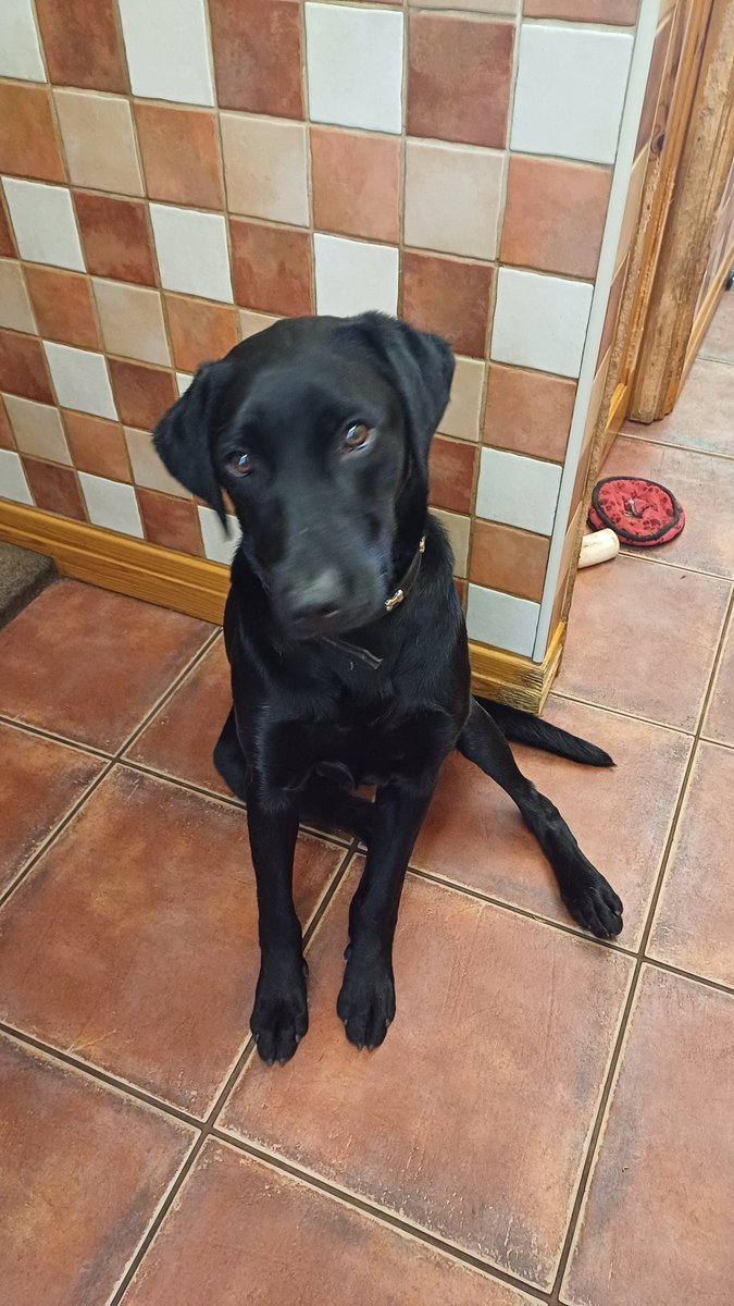 When voting in the #GeneralElection24, don't leave your dog tied up outside, as  there's a real risk of pet theft.  Play it safe - leave your dog at home, or bring someone along to wait outside with your dog on a lead, while you vote. #DogsAtPollingStations