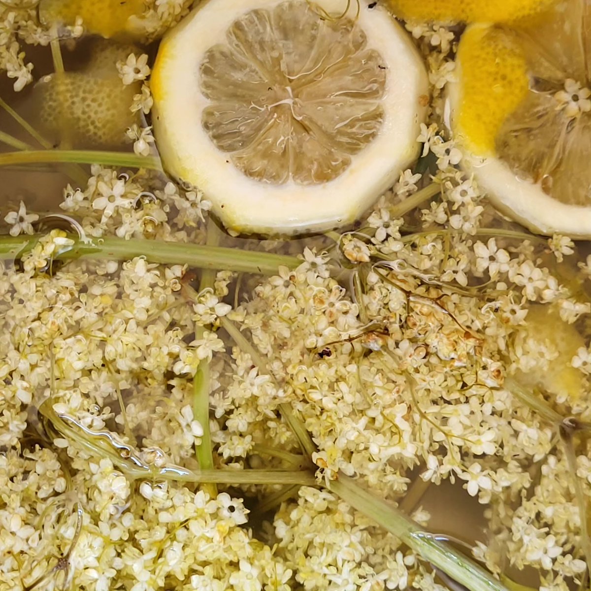 AlisonDayDesign's tweet image. Alison Day Designs: Nature's Cordial alisondaydesigns.blogspot.com/2024/07/nature… #alisondaydesigns #elderflowercordial